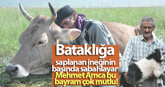 Mehmet Amca sabah bataklığa sıkışmış ineğinin başındadır.