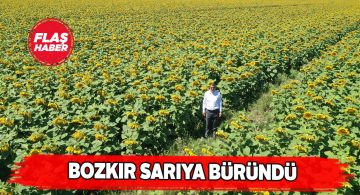 Sivas’ta ayçiçek üretimi 12’ye katlandı