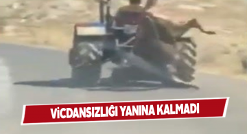 İneğe yaptığıyla tepki çeken sürücüye ceza kesildi