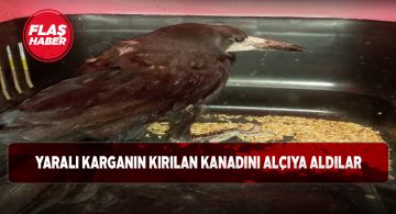 Yolda gördüğü yaralı kargaya kayıtsız kalmadı!