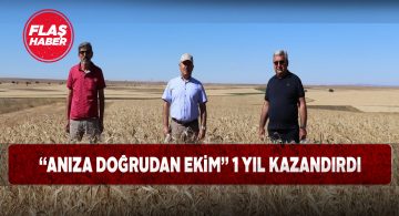 Bu yöntem sayesinde yulafın hasat süresi azalıyor