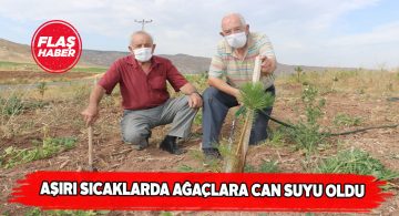 Duyarlı vatandaşlar ağaçları sıcaktan böyle koruyor!