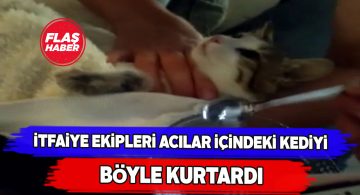 Asansörde sıkışan kedi için itfaiye seferber oldu