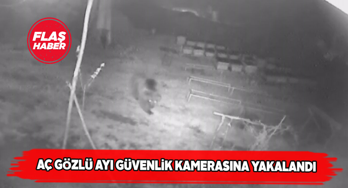 Ayının verdiği tahribat saniye saniye görüntülendi