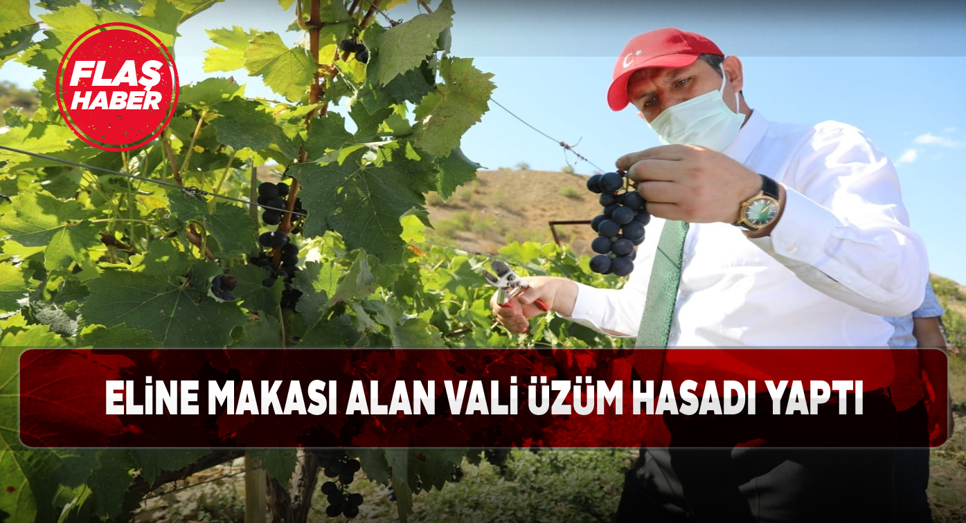 Koyulhisar’a giden Vali Ayhan bağda çalıştı!