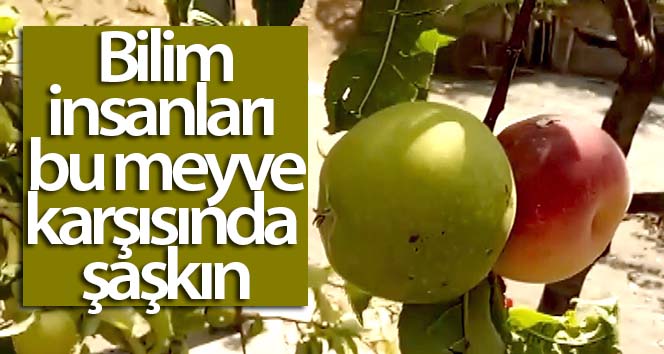 Bu meyve bilim adamlarının kafasını karıştırdı