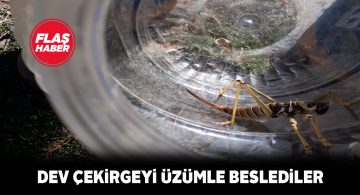 Dev çekirgeyi besleyip yeniden doğaya saldılar
