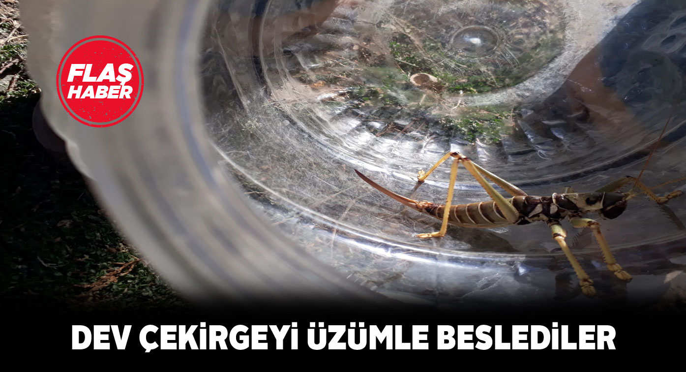 Dev çekirgeyi besleyip yeniden doğaya saldılar