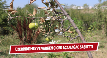 Bu ağaç hem meyve veriyor, hem çiçek açıyor!