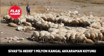 Ulaş’ta 400 adet Kangal Akkaraman koyunu dağıtıldı