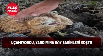 Hafikli köy sakinleri bir kartalın hayatını kurtardı