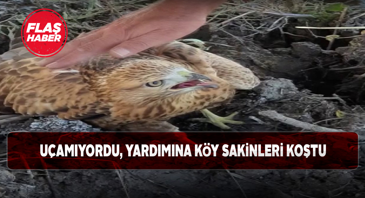 Hafikli köy sakinleri bir kartalın hayatını kurtardı