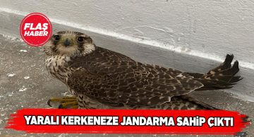 Gürün’de yaralı bir kerkenez bulundu