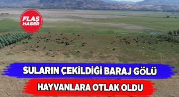 Kılıçkaya baraj gölü artık hayvanlara emanet