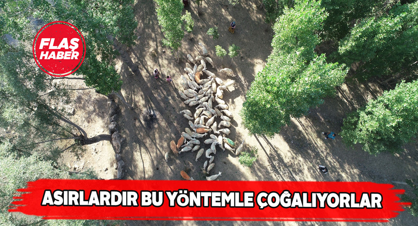 Sivas’ta koyun ve koçlar bir araya geldi