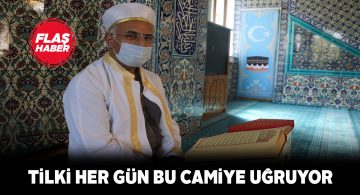 İmam hatip ile tilkinin samimi ilişkisi herkesi şaşırtıyor