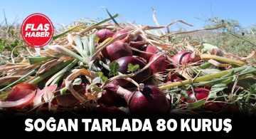 Şarkışla’da soğan hasadı başladı