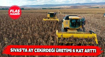 Sivas’ta ay çekirdeği ekiminde büyük artış yaşandı