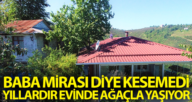 Babanın mirası ağacı kesmeye dayanamadı, 8 yıldır evinde bir ağaçla yaşıyor
