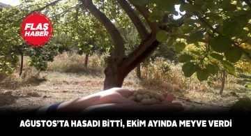 Sivas’ta beyaz dutlar 3 ayda ikinci kez açtı