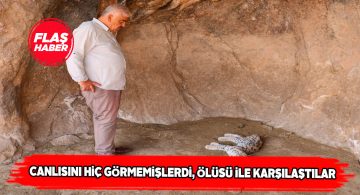 Gürün’de bir vaşak ölü olarak bulundu