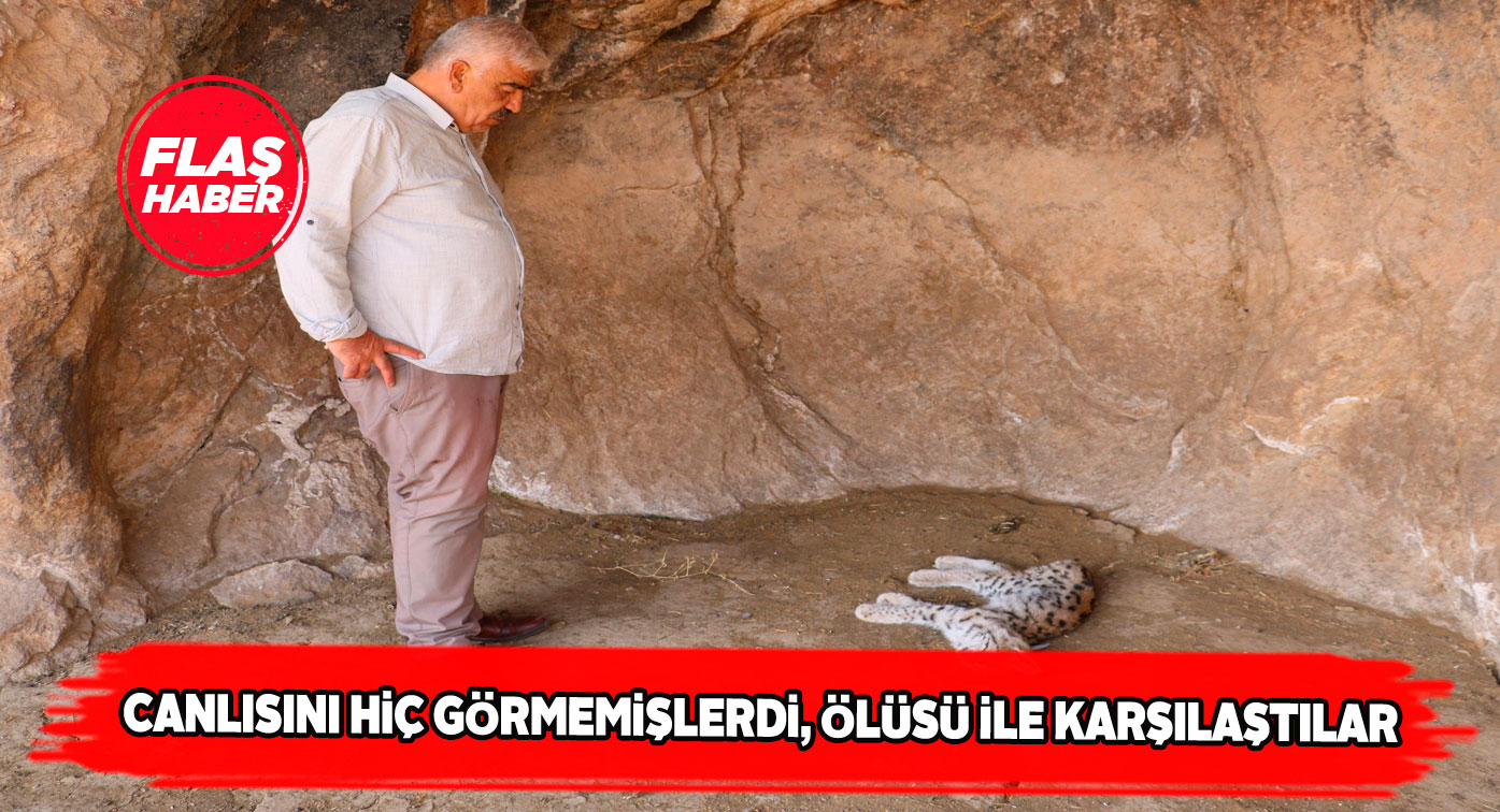Gürün’de bir vaşak ölü olarak bulundu