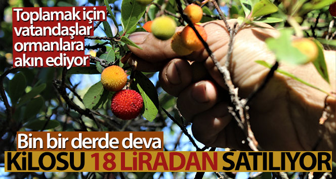 Bu ormana kim girerse zengin olur