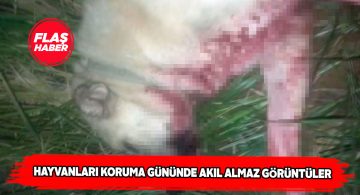 Hayvanlara yaptıkları canilik mide bulandırdı