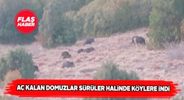 Zara’da domuz sürüleri köylerde yemek arıyor