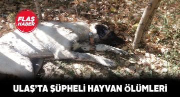 Ulaş ilçesinde evcil hayvanlar tek tek ölüyor