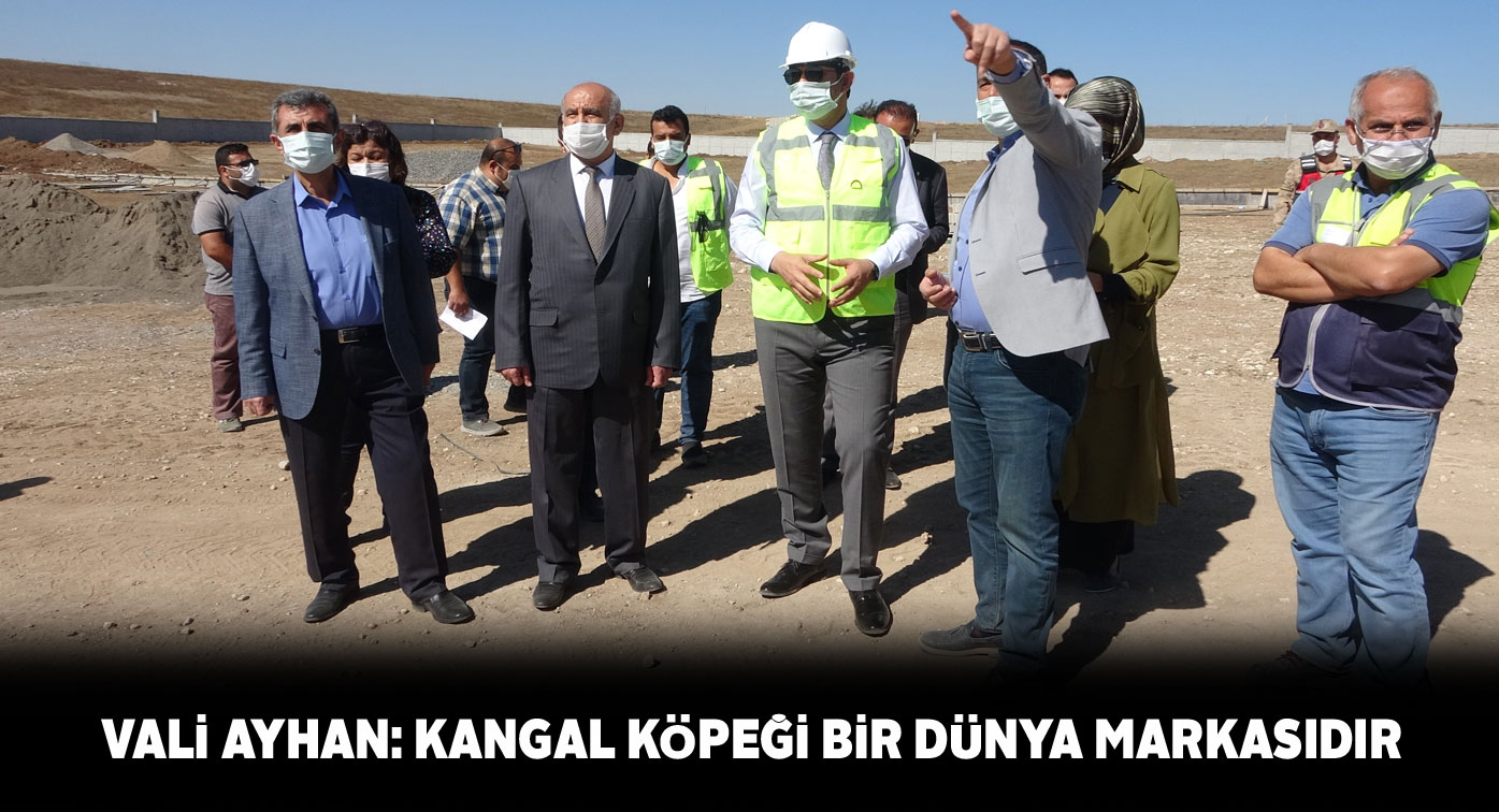 Sivas Kangal Köpeği Üretim Merkezi açılışına geri sayım