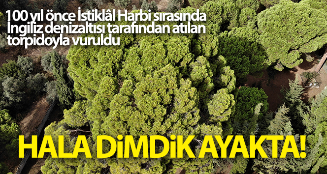 İngilizlerin yıkayamadığı 700 yaşındaki tek silahlı gazi hala ayakta