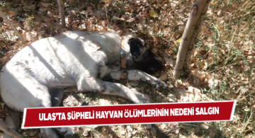Ulaş’ta hayvanlar arasında kanlı ishal salgını baş gösterdi
