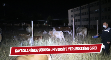 Kaybolan inek sürüsünün son durağı üniversite oldu