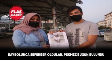 Aile bireyi haline gelen kayıp kedi Pekmez bulundu