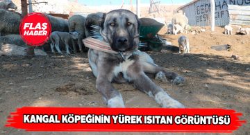 Sivas kangal köpeğinden yeni doğan kuzuya anne şefkati