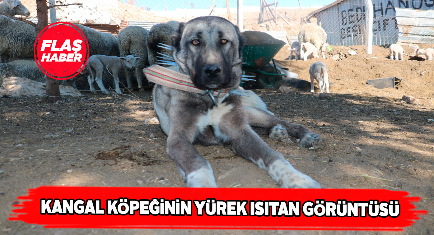 Sivas kangal köpeğinden yeni doğan kuzuya anne şefkati