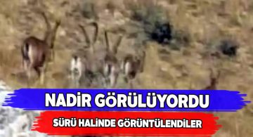 Gürün’de 2 arkadaş nadir görülen sürüyü görüntüledi