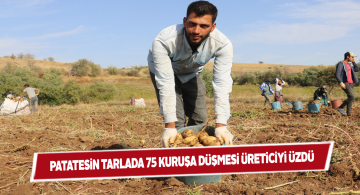 Patatesin fiyatı geçtiğimiz yıla göre büyük düşüş yaşadı