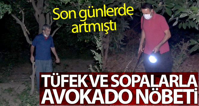 Sabaha kadar avokado saatini tüfek ve sopayla tutarlar.