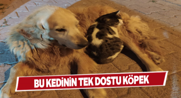 Kedi ve köpeğin samimiyeti yürek ısıttı