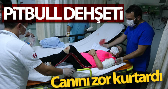 Samsun’da Pitbull terörü