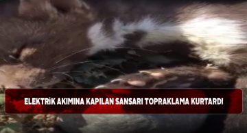 Vatandaşların dikkati sansarın hayatını kurtardı