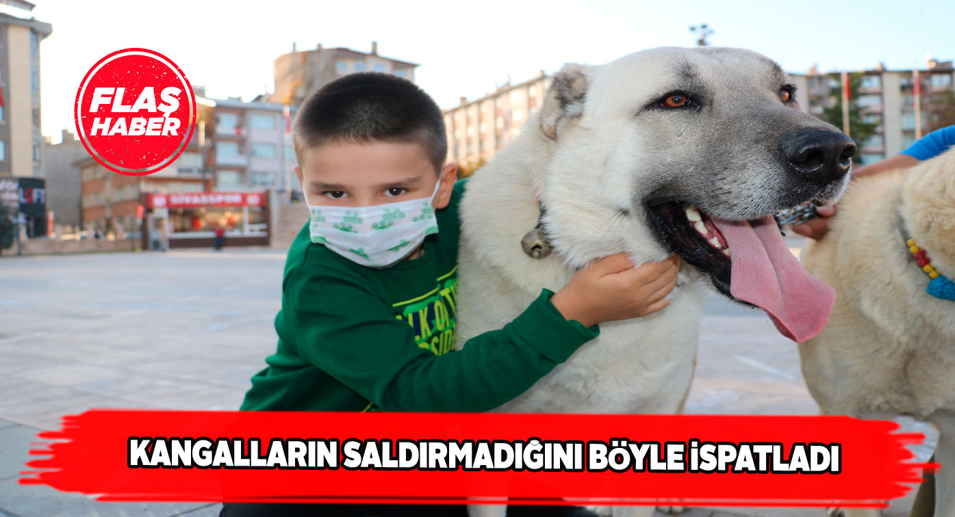 Sivas’ın en savaşçı kangalları çocuklarla buluştu