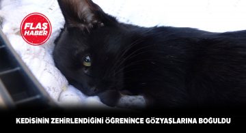 Zehirlenen kedisiyle ilgili şikayetçi oldu