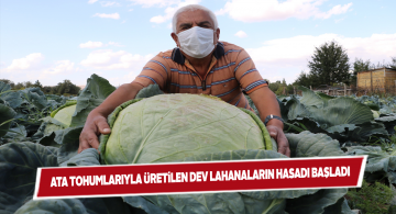 Sivas lahanaları dev gibi büyüdü