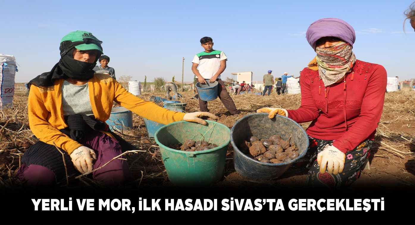 Türkiye’de bir ilk! Sivas’ta mor patates hasat edildi