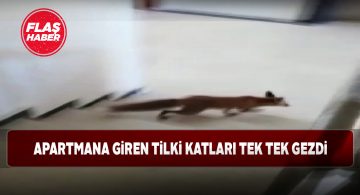 Evcil hayvandan farksız tilki apartmanda dolaştı