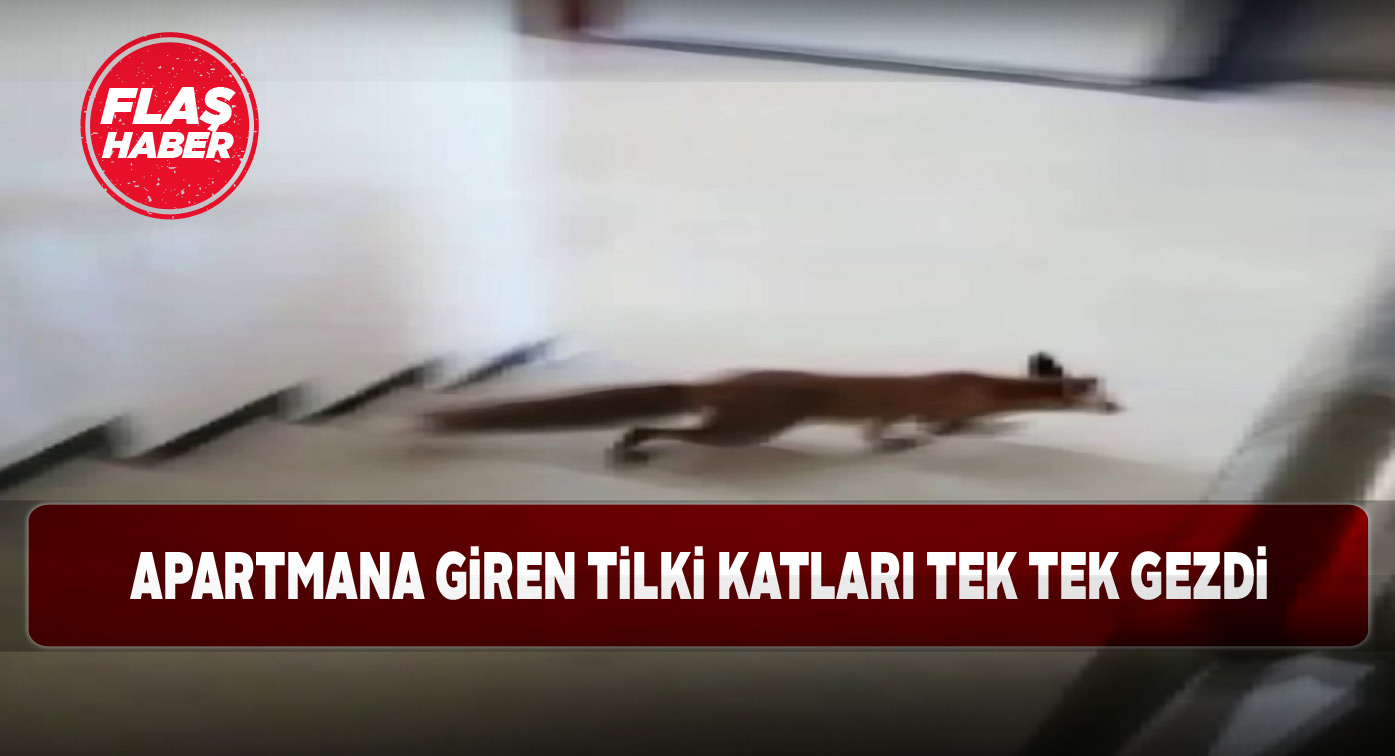 Evcil hayvandan farksız tilki apartmanda dolaştı