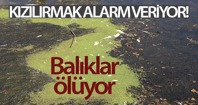 Türkiye’nin en uzun nehri, Kızıl Nehir’deki kuraklık